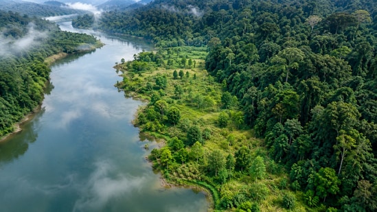 2026 study from China reveals that trees planted in 2003 achieved only 19% to 30% of the biodiversity of nearby rainforests after 20 years. (AI-generated/ChatGPT)