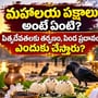 మహాలయ పక్షాలు అంటే ఏంటి? పితృదేవతలకు తర్పణం, పిండ ప్రదానం ఎందుకు చేస్తారు?