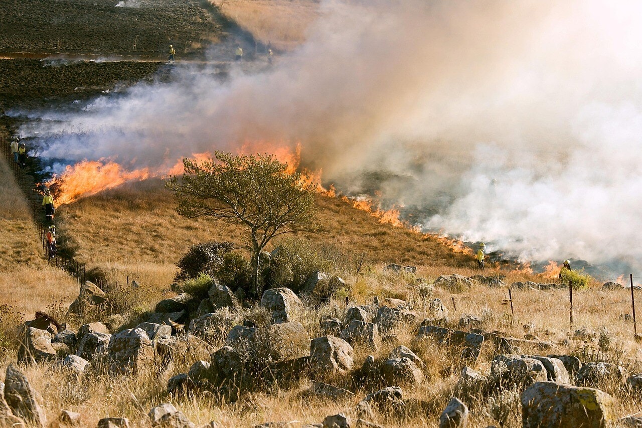 Research indicates that managed livestock grazing can effectively reduce wildfire risks. (Representational/Pixabay) Research indicates that managed livestock grazing can effectively reduce wildfire risks. (Representational/Pixabay)