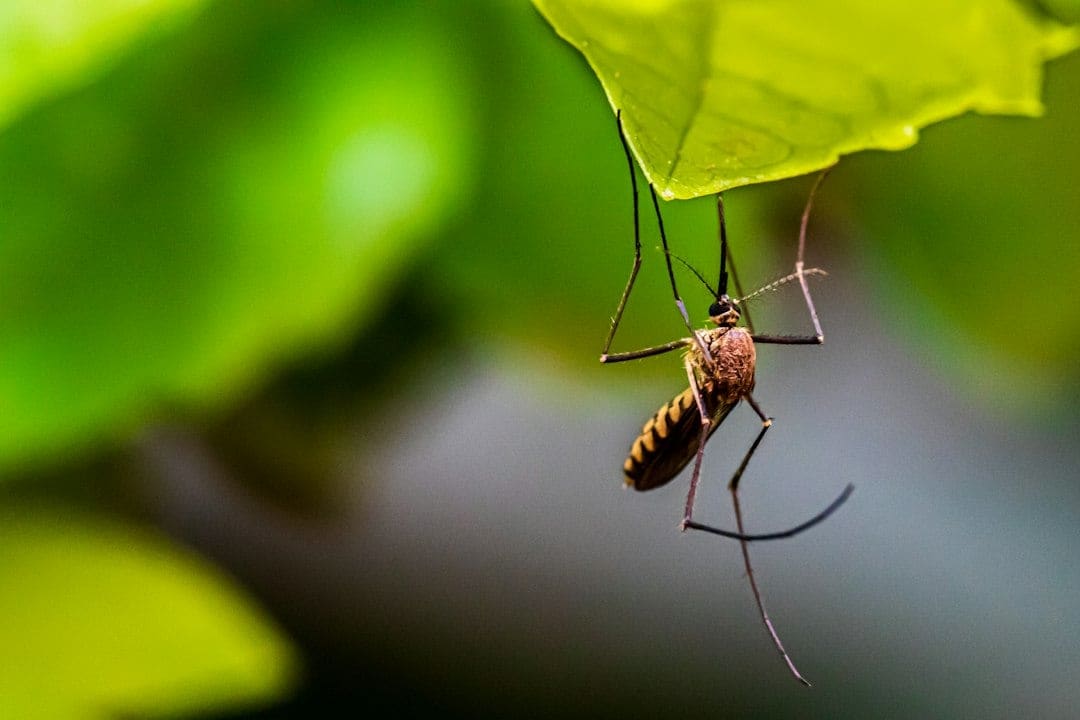 Brought in to fight against the mosquitoes, the little predator ended up threatening other native species instead. (Representational/Unsplash) Brought in to fight against the mosquitoes, the little predator ended up threatening other native species instead. (Representational/Unsplash)
