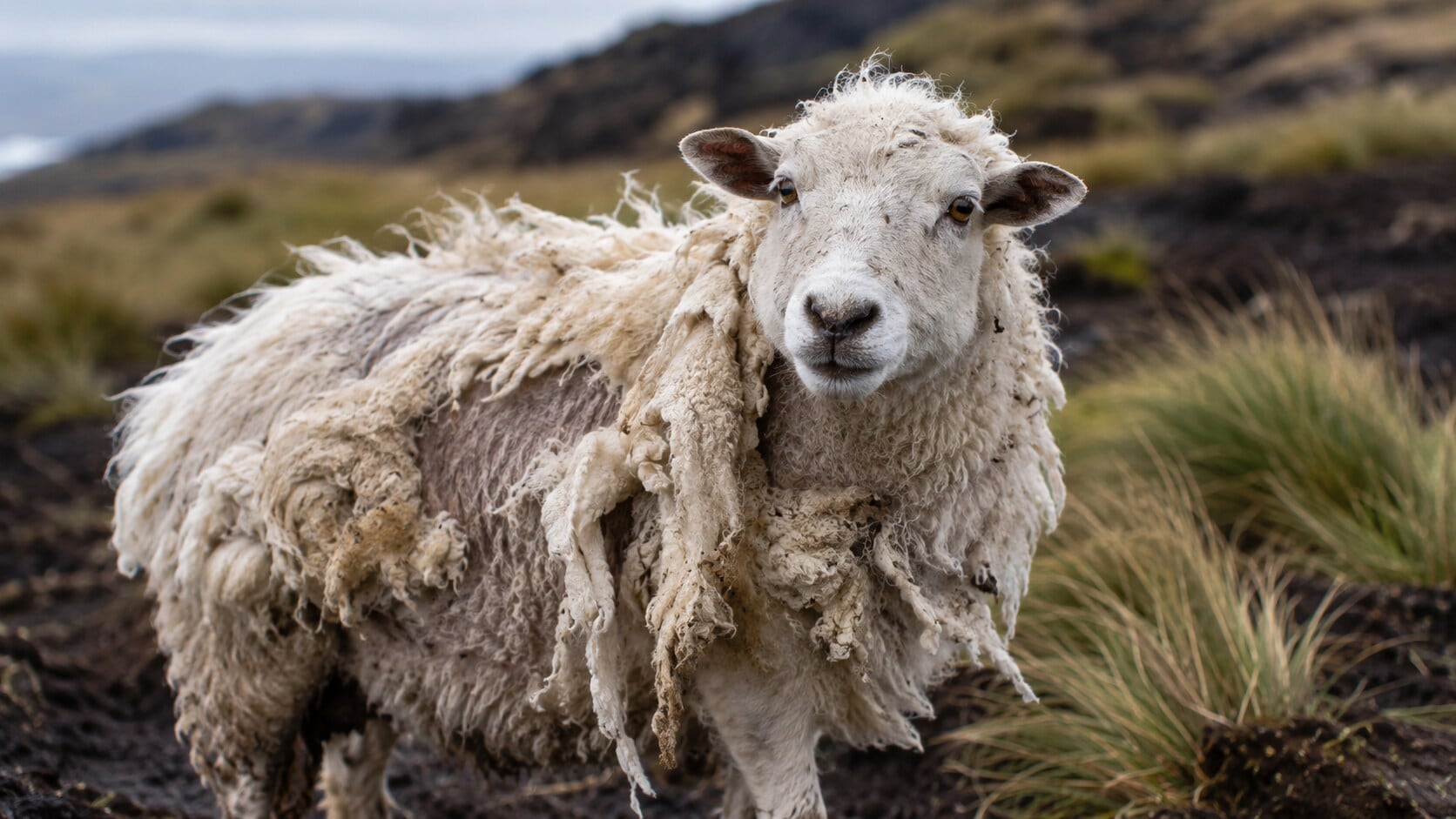 Sheep on Campbell Island gradually developed a tendency to shed their fleece after shearing stopped. (AI-generated/ChatGPT) Sheep on Campbell Island gradually developed a tendency to shed their fleece after shearing stopped. (AI-generated/ChatGPT)