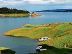 The Pong wildlife sanctuary serves as an avian habitat, during the winter months from November to February. (HT File)