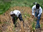 Latur district collector Bharat Bastewad said, “During periods of drought-like conditions and agricultural stress, financially vulnerable families may be more dependent on informal sources of credit.(Raju Shinde/HT Photo)