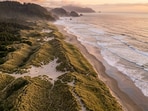 In an effort to stabilize shifting dunes, Oregon planted European beachgrass around 1910.