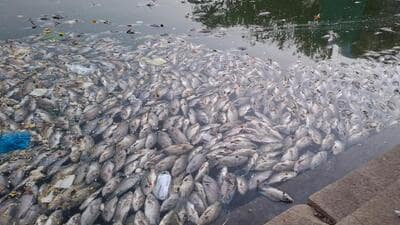 BMC calls meeting with priests after hundreds of fish die at Banganga following Pitru Paksha rituals