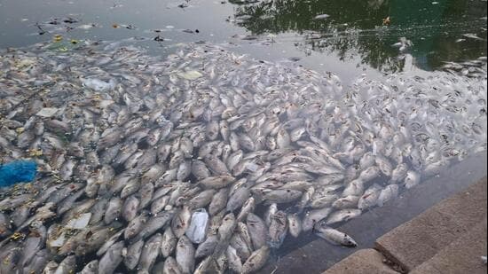 BMC calls meeting with priests after hundreds of fish die at Banganga following Pitru Paksha rituals