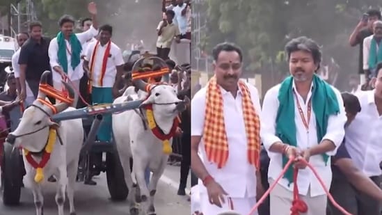 TVK's Vijay took a bullock cart ride during the roadshow.  