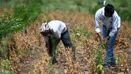 Latur district collector Bharat Bastewad said, “During periods of drought-like conditions and agricultural stress, financially vulnerable families may be more dependent on informal sources of credit. (Raju Shinde/HT Photo)