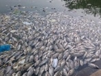 BMC calls meeting with priests after hundreds of fish die at Banganga following Pitru Paksha rituals