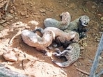 VDTR will become the third home for cheetahs in the state.