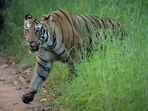 Chandrapur: A tiger walks along a trail at Tadoba-Andhari Tiger Reserve, in Chandrapur district, Maharashtra, Friday, Oct. 2, 2026. (PTI Photo/Kunal Patil)(PTI10_04_2026_000075B)