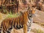 The notified Ratanmahal Wildlife Sanctuary covers 55.65sq km, while its notified Eco-Sensitive Zone covers around 240sq km. (File Photo/Representational)