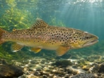 The brown trout was introduced to Tasmania in 1864. Today, the Threatened Species Scientific Committee names it a key threat to the swan galaxias.(AI-generated/ChatGPT)