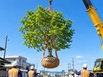 Some valued trees in Japan get a slower option than the chainsaw: months of root preparation, then a move.