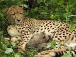 The birth of the five cubs also marks the beginning of the Botswanan lineage in India, Union minister Bhupender Yadav said.