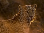 The incident sparked anger among villagers, who alleged that they had repeatedly alerted the forest department about leopard sightings in the area.