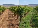 Before and after: A semi-arid Spanish vineyard under conventional tillage (left) and long-term spontaneous ground cover (right).(Ai-generated/ChatGPT)
