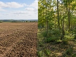 A former farmland in Kent, England, transformed into a young woodland over 25 years, while its soil continued to retain traces of its agricultural past.(AI-generated/ ChatGPT)
