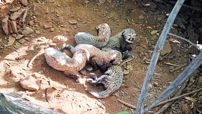 VDTR will become the third home for cheetahs in the state. (X/ @byadavbjp) VDTR will become the third home for cheetahs in the state. (X/ @byadavbjp)