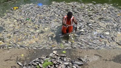 Mumbai, India - Oct. 5, 2026: Hundreds of fish were found dead at Banganga Tank, following Pitru Paksha rituals, raising concerns over pollution and recurring fish deaths in the heritage water body, in Walkeshwar, Mumbai, in Mumbai, India, on Monday, October 5, 2026. (Photo by Anshuman Poyrekar/Hindustan Times) (Anshuman Poyrekar/HT Photo) Mumbai, India - Oct. 5, 2026: Hundreds of fish were found dead at Banganga Tank, following Pitru Paksha rituals, raising concerns over pollution and recurring fish deaths in the heritage water body, in Walkeshwar, Mumbai, in Mumbai, India, on Monday, October 5, 2026. (Photo by Anshuman Poyrekar/Hindustan Times) (Anshuman Poyrekar/HT Photo)
