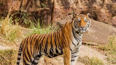 The notified Ratanmahal Wildlife Sanctuary covers 55.65sq km, while its notified Eco-Sensitive Zone covers around 240sq km. (File Photo/Representational) The notified Ratanmahal Wildlife Sanctuary covers 55.65sq km, while its notified Eco-Sensitive Zone covers around 240sq km. (File Photo/Representational)