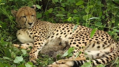 The birth of the five cubs also marks the beginning of the Botswanan lineage in India, Union minister Bhupender Yadav said. (HT_PRINT) The birth of the five cubs also marks the beginning of the Botswanan lineage in India, Union minister Bhupender Yadav said. (HT_PRINT)