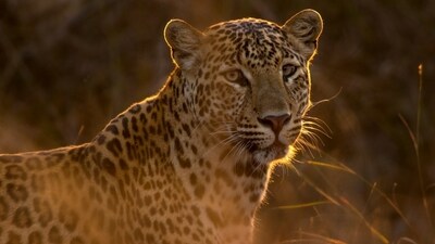 The incident sparked anger among villagers, who alleged that they had repeatedly alerted the forest department about leopard sightings in the area. (Representative Image/Unsplash) The incident sparked anger among villagers, who alleged that they had repeatedly alerted the forest department about leopard sightings in the area. (Representative Image/Unsplash)