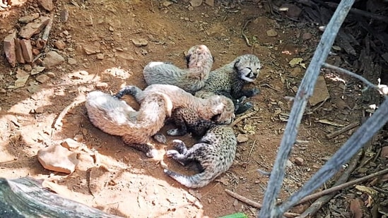VDTR will become the third home for cheetahs in the state.