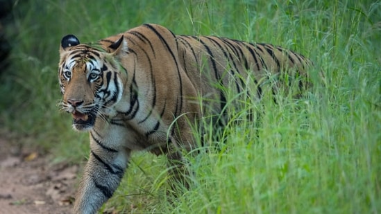 Chandrapur: A tiger walks along a trail at Tadoba-Andhari Tiger Reserve, in Chandrapur district, Maharashtra, Friday, Oct. 2, 2026.