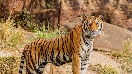 The notified Ratanmahal Wildlife Sanctuary covers 55.65sq km, while its notified Eco-Sensitive Zone covers around 240sq km. (File Photo/Representational)