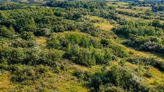 Decades after the farming stopped, the land is thick with hawthorn, blackthorn, and young woodland.