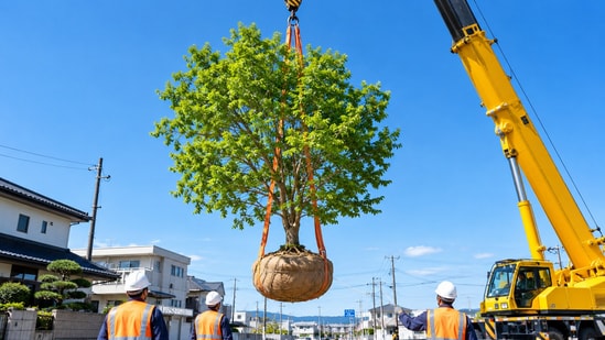 Some valued trees in Japan get a slower option than the chainsaw: months of root preparation, then a move.