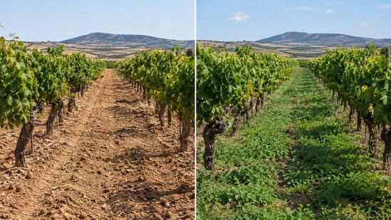Before and after: A semi-arid Spanish vineyard under conventional tillage (left) and long-term spontaneous ground cover (right).