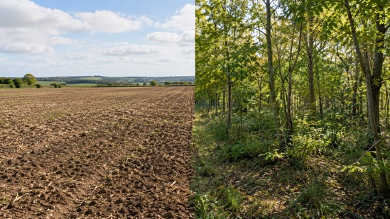 A former farmland in Kent, England, transformed into a young woodland over 25 years, while its soil continued to retain traces of its agricultural past. (AI-generated/ ChatGPT)