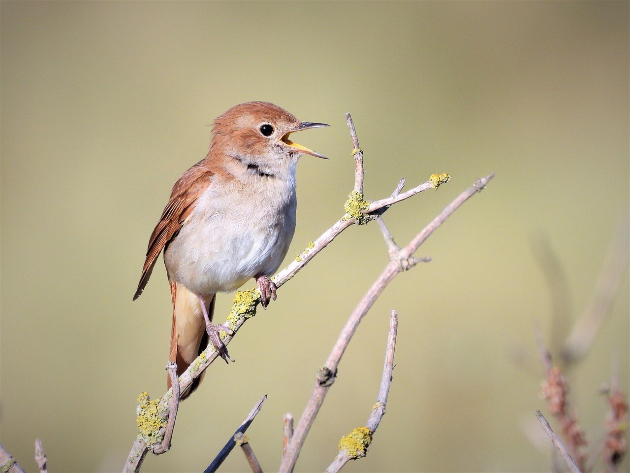 Nightingales favor thick, shrubby habitat, and Strawberry Hill has plenty of it. (Representational/Pixabay) Nightingales favor thick, shrubby habitat, and Strawberry Hill has plenty of it. (Representational/Pixabay)