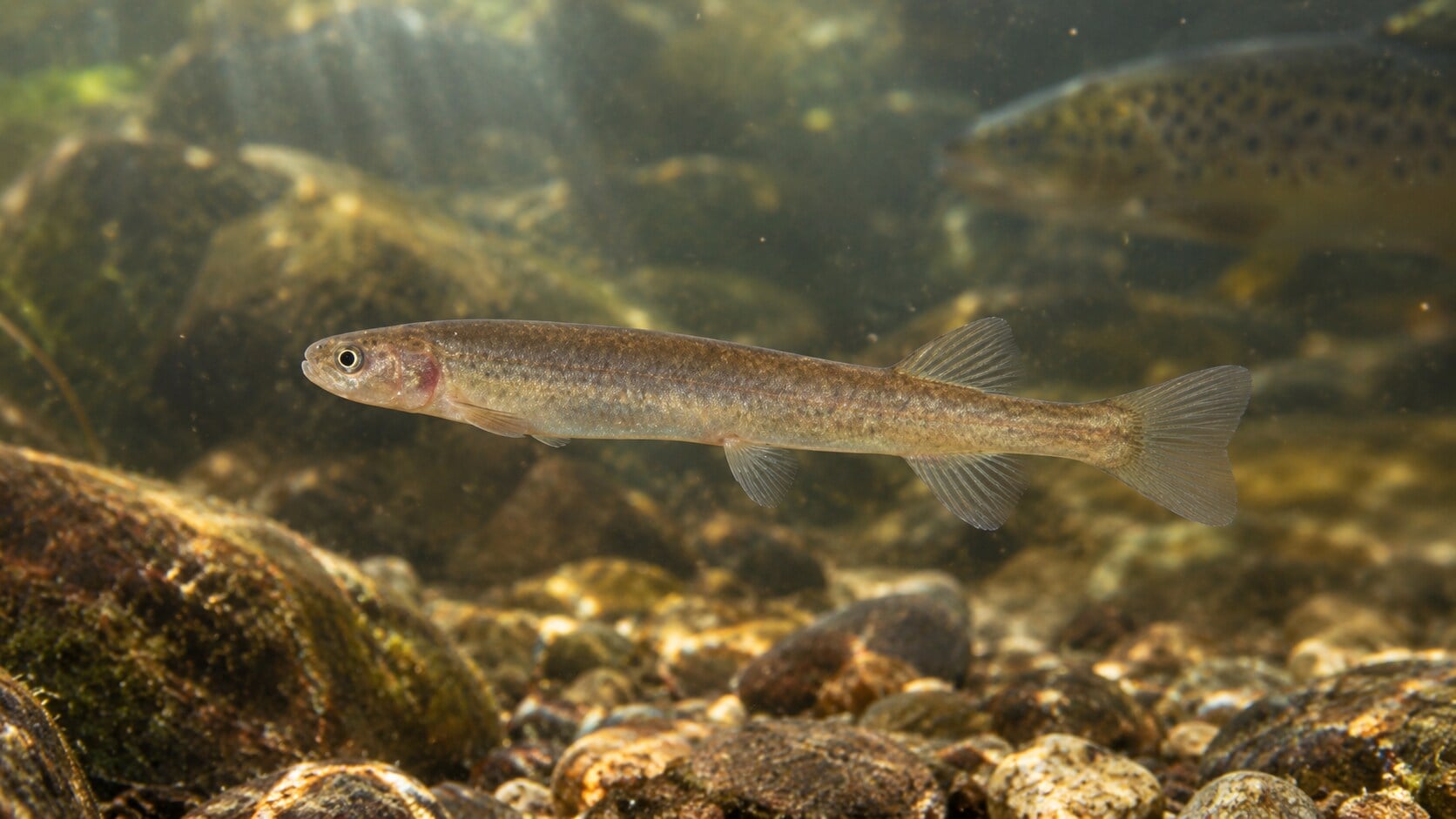 The swan galaxias, a small freshwater fish found only in eastern Tasmania, lives in streams where brown trout cannot reach. (AI-generated/ChatGPT) The swan galaxias, a small freshwater fish found only in eastern Tasmania, lives in streams where brown trout cannot reach. (AI-generated/ChatGPT)