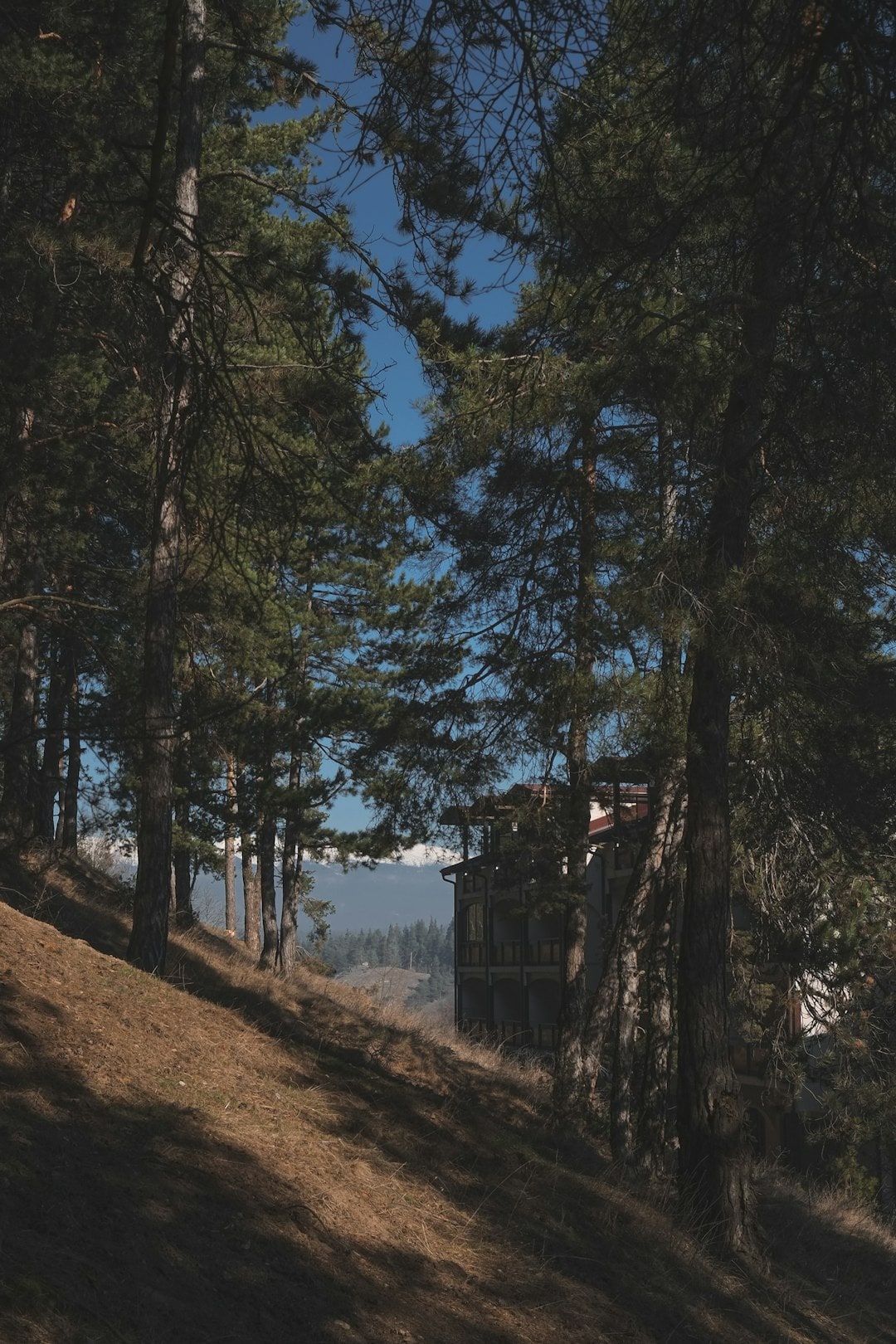 Research highlights that a young woodland in Kent, though developing its own ecosystems, still shows significant chemical differences in soil compared to ancient woods. This underscores the need for considering historical soil use in future woodland planning. (Representational/Unsplash) Research highlights that a young woodland in Kent, though developing its own ecosystems, still shows significant chemical differences in soil compared to ancient woods. This underscores the need for considering historical soil use in future woodland planning. (Representational/Unsplash)