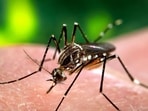 Gurugram’s dengue tally has crossed last year’s total, with 66 cases so far, while Haryana’s overall count rose sharply to 503 on October 4. (Shutterstock Photo)