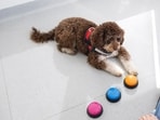 A dog isn’t a furry, four-legged human that drools. Its sensory world and cognitive architecture are profoundly different from ours.