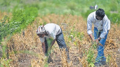 Ganesh Katkar, a farmer from Vadgaon village in Beed district, removes soybean crops from his farmland damaged by drought-like conditions. In Marathwada, severe drought has damaged over 80% of kharif crops, particularly soybean and cotton, leaving farmers in financial distress. Latur, Beed, Dharashiv, and Parbhani are the worst-hit districts (Raju Shinde/HT Photo) Ganesh Katkar, a farmer from Vadgaon village in Beed district, removes soybean crops from his farmland damaged by drought-like conditions. In Marathwada, severe drought has damaged over 80% of kharif crops, particularly soybean and cotton, leaving farmers in financial distress. Latur, Beed, Dharashiv, and Parbhani are the worst-hit districts (Raju Shinde/HT Photo)