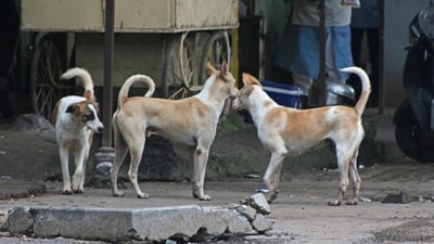 MCD and NDMC have already conducted sterilisation camps at Anand Vihar and two NDMC circles, with officials saying the results were satisfactory. (HT File Photo) MCD and NDMC have already conducted sterilisation camps at Anand Vihar and two NDMC circles, with officials saying the results were satisfactory. (HT File Photo)