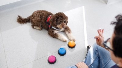 A dog isn’t a furry, four-legged human that drools. Its sensory world and cognitive architecture are profoundly different from ours. A dog isn’t a furry, four-legged human that drools. Its sensory world and cognitive architecture are profoundly different from ours.