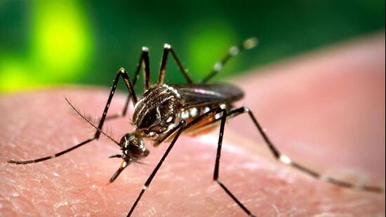 Gurugram’s dengue tally has crossed last year’s total, with 66 cases so far, while Haryana’s overall count rose sharply to 503 on October 4. (Shutterstock Photo)