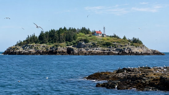 In 1936, J. Sterling Rockefeller gifted Kent's Island to Bowdoin College for a nominal fee, mandating its use for scientific studies and as a bird sanctuary. Despite initial funding challenges, the station successfully banded 7,101 birds in its first summer research season. (AI-generated/ChatGPT)