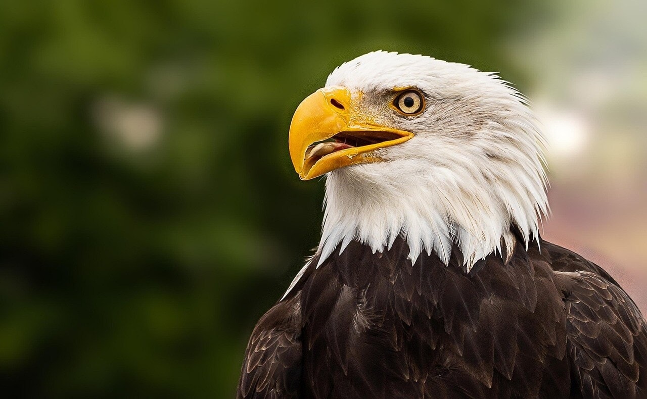 Bald eagles once housed at Dollywood's Eagle Mountain Sanctuary now have a permanent home at the American Eagle Foundation's 50-acre campus. (Representational/Pixabay) Bald eagles once housed at Dollywood's Eagle Mountain Sanctuary now have a permanent home at the American Eagle Foundation's 50-acre campus. (Representational/Pixabay)