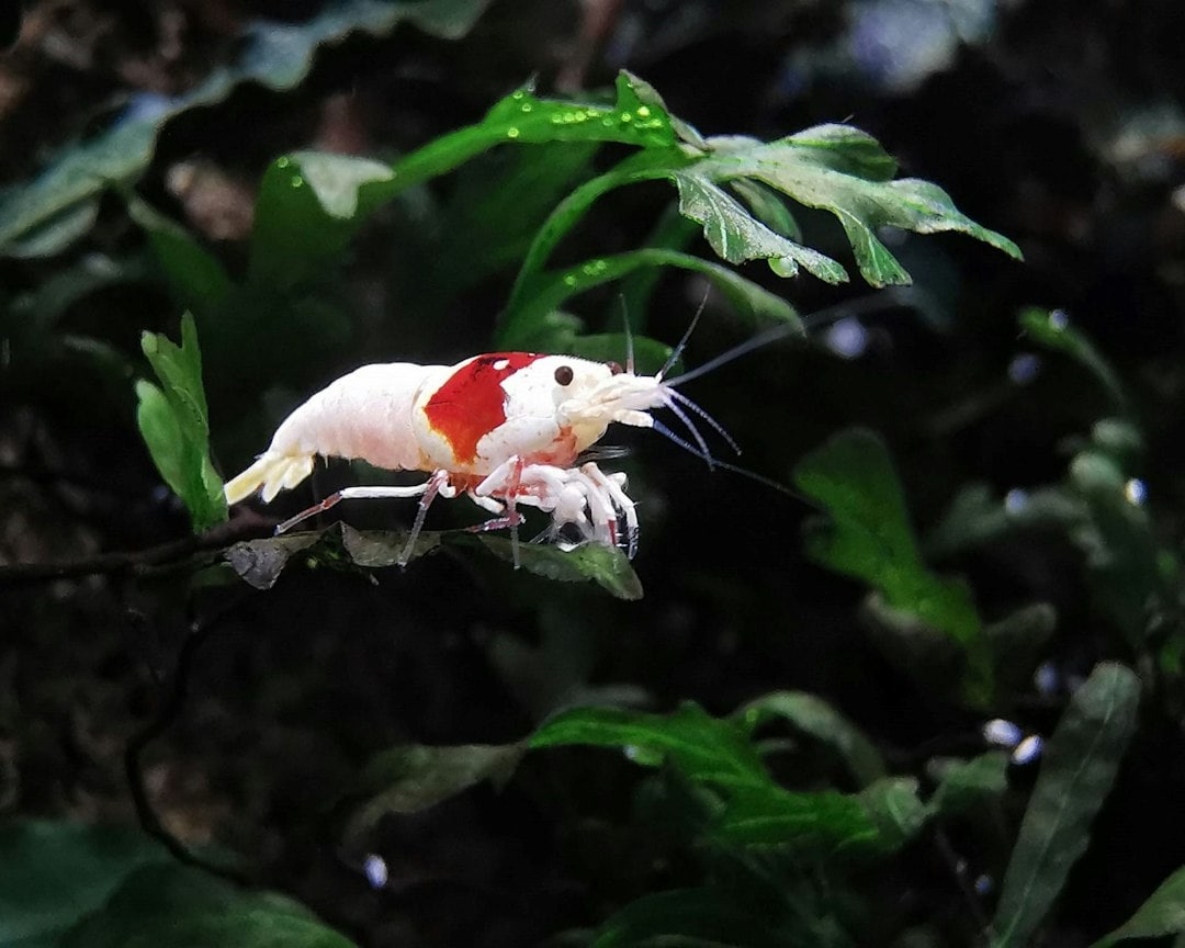 Fairy shrimp thrive in the seasonal vernal pools of Ramona Grasslands, where their eggs can remain dormant in the soil until favorable rains return. (Representational/Unsplash) Fairy shrimp thrive in the seasonal vernal pools of Ramona Grasslands, where their eggs can remain dormant in the soil until favorable rains return. (Representational/Unsplash)