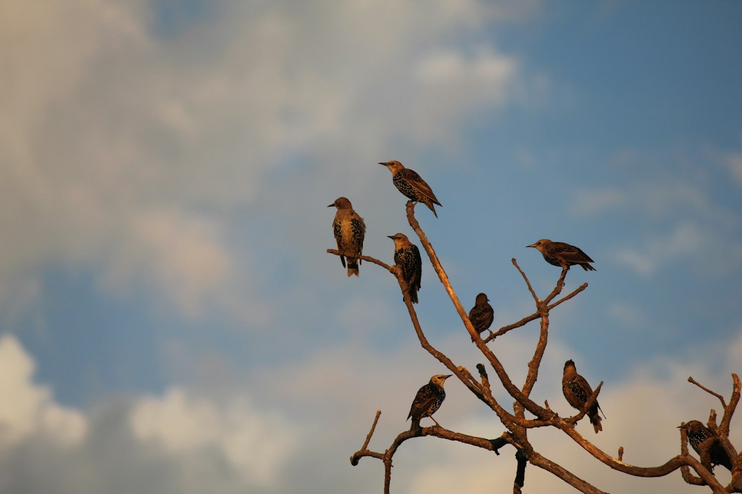 Kent Island became a bird sanctuary in 1936 when J. Sterling Rockefeller transferred ownership to Bowdoin College for one dollar. The island serves as an important site for scientific research, despite ongoing challenges from climate change and overfishing impacting avian populations. (Representational/Unsplash) Kent Island became a bird sanctuary in 1936 when J. Sterling Rockefeller transferred ownership to Bowdoin College for one dollar. The island serves as an important site for scientific research, despite ongoing challenges from climate change and overfishing impacting avian populations. (Representational/Unsplash)