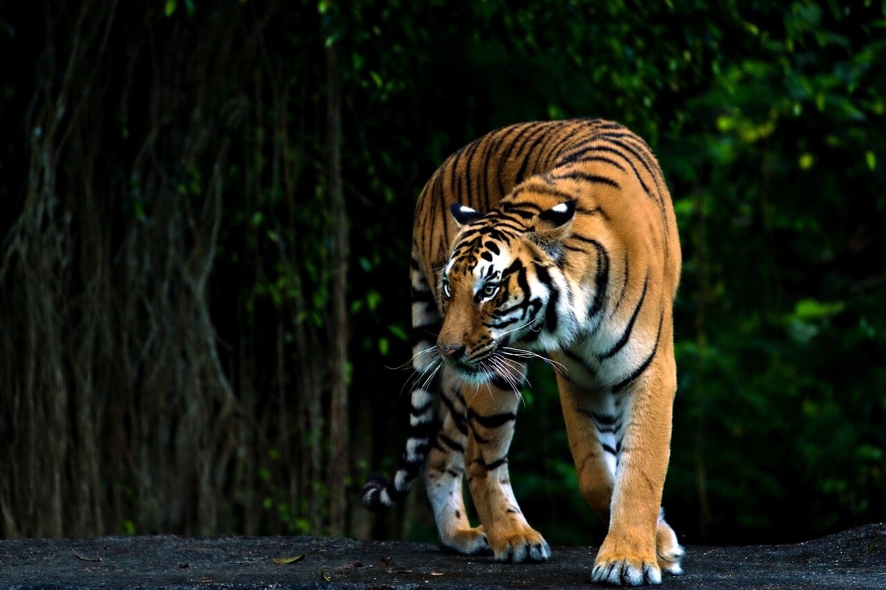 Nepal's wild tiger count has nearly tripled since 2009. (Representational/Pixabay)
