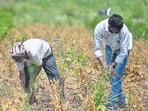 Ganesh Katkar, a farmer from Vadgaon village in Beed district, removes soybean crops from his farmland damaged by drought-like conditions. In Marathwada, severe drought has damaged over 80% of kharif crops, particularly soybean and cotton, leaving farmers in financial distress. Latur, Beed, Dharashiv, and Parbhani are the worst-hit districts (Raju Shinde/HT Photo)