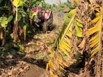 The scanty rainfall in September affected the quality.